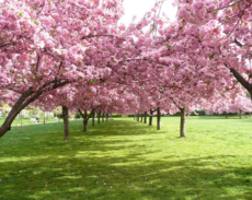 Spring Events & Readings